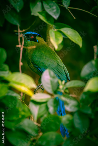 A vibrant Blue-crowned Motmoto perched quietly on a tree branch in a tropical forest.