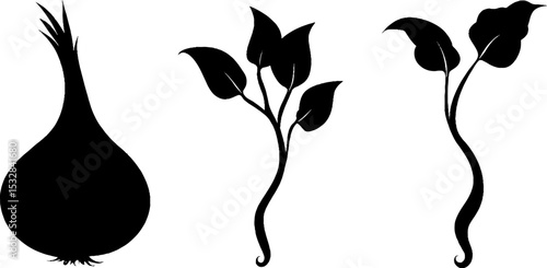 Botanical elements set: onion bulb, sprout arc, and leaf vein graphic design