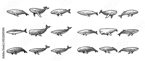 Whale Icon Collection