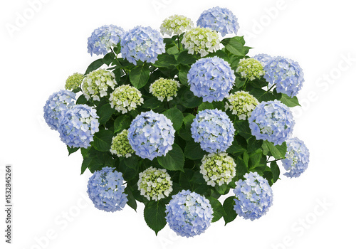 Top view of lush blue and white hydrangea bush
