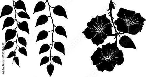 Botanical silhouettes of virginia creeper and morning glory for nature design