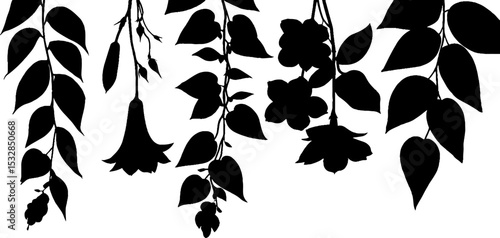 Botanical silhouettes of virginia creeper and morning glory for creative design