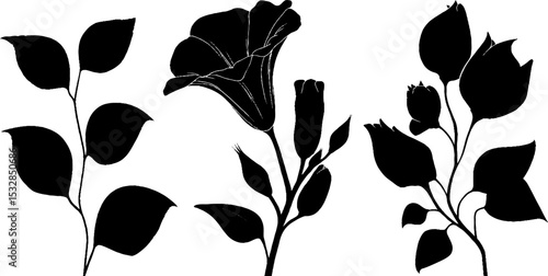 Elegant silhouettes of virginia creeper and morning glory for botanical designs