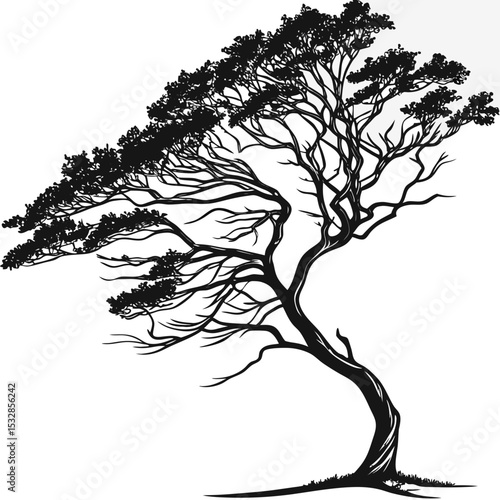 Black and white silhouette of a windswept tree