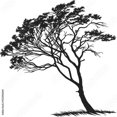 Silhouette of a windswept tree