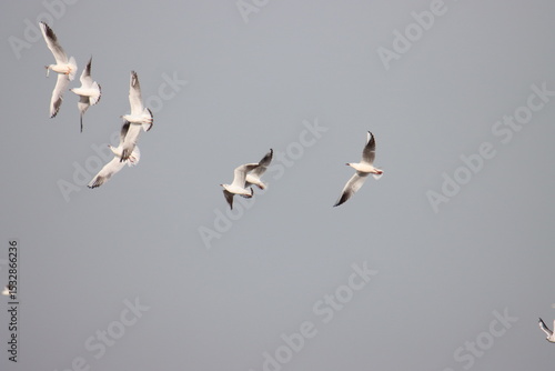 Wallpaper Mural seagulls in flight Torontodigital.ca