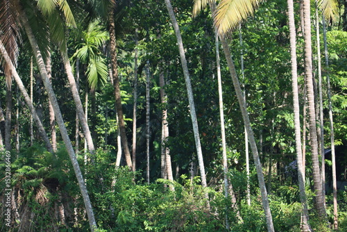 Wallpaper Mural Trees in the village Torontodigital.ca