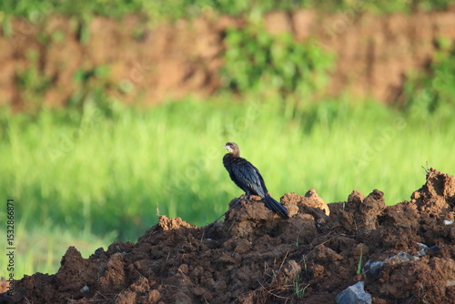 Wallpaper Mural black winged blackbird Torontodigital.ca