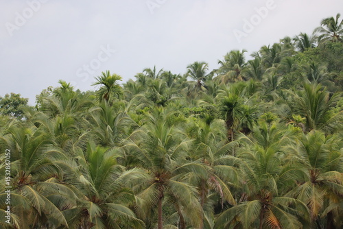 Wallpaper Mural coconut trees Torontodigital.ca
