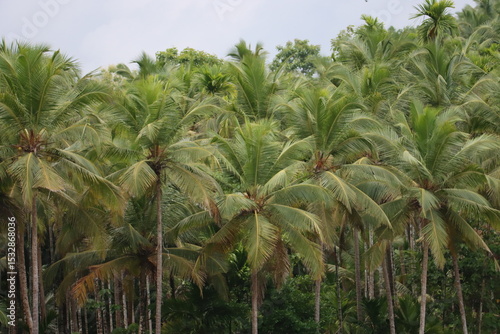 Coconut tree plantation