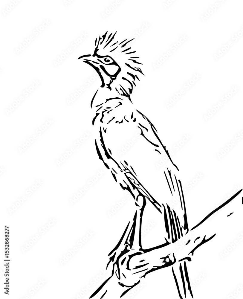 Obraz premium black and white bird