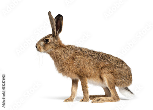 Side view of a European hare or brown hare, lepus europaeus, sitting and looking away on white background