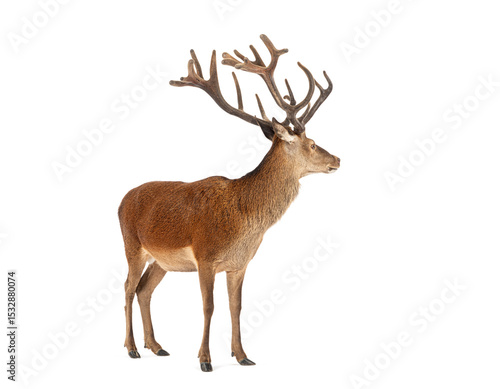 Foto Red deer stag standing on white background with large antlers