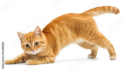 Wallpaper Mural Ginger cat in a playful pose against a white background. Torontodigital.ca