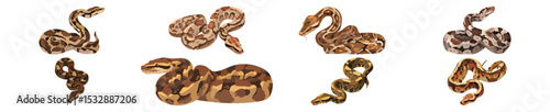 Set of  Boa constrictor Flat Vector Illustration on Transparent Background	