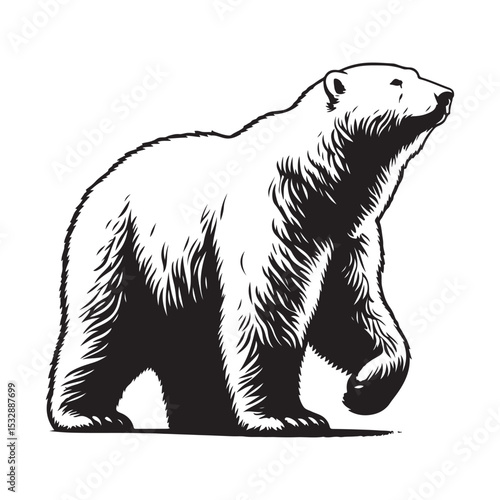 bear vector illustration