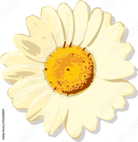 Fototapeta Naklejka Na Ścianę i Meble -  Stylized daisy head is floating on transparent background, showing cream petals, textured center