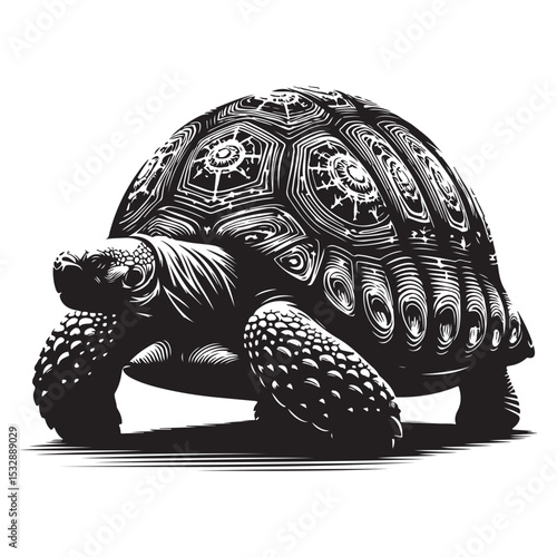 turtle isolated on white background