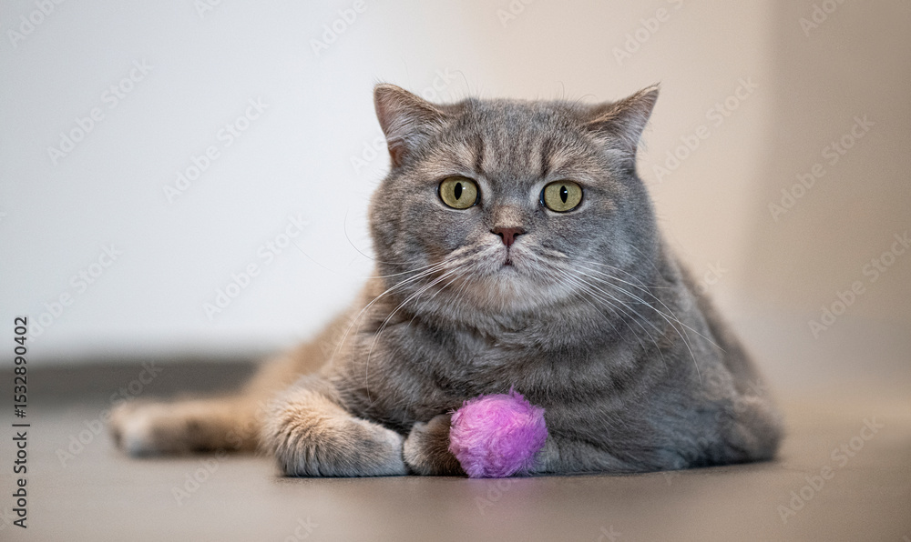 Obraz premium british shorthair cat lying on floor playing with pink ball