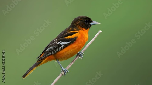 Male Baltimore Oriole Perched on Twig - A vibrant male Baltimore oriole is perched on a slender twig against a soft green background.