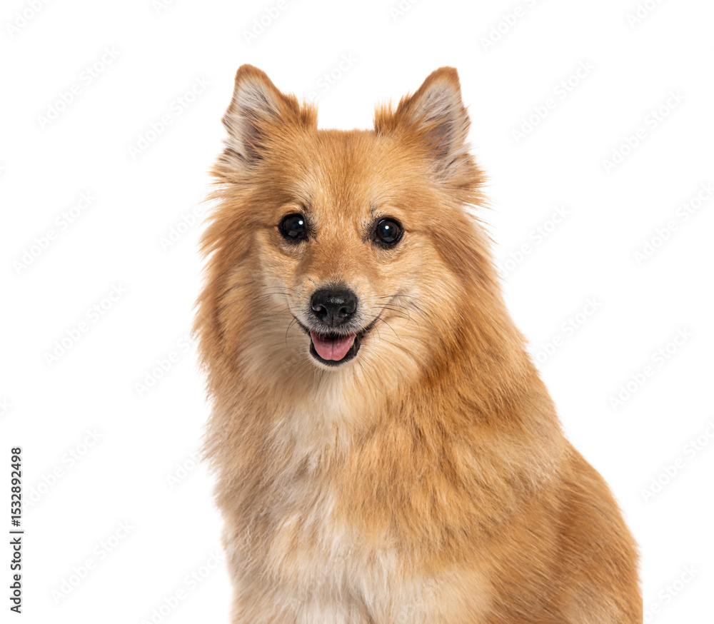 Portrait of a spitz panting and smiling on white background Portrait of a spitz panting and smiling on white background