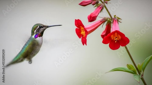 Hummingbird Hovering, Feeding on Red Flowers in Slow Motion, Nature Wildlife Video