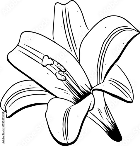 Fototapeta Naklejka Na Ścianę i Meble -  Stylized black line lily is appearing on transparent background with six petals, stamens and pistil