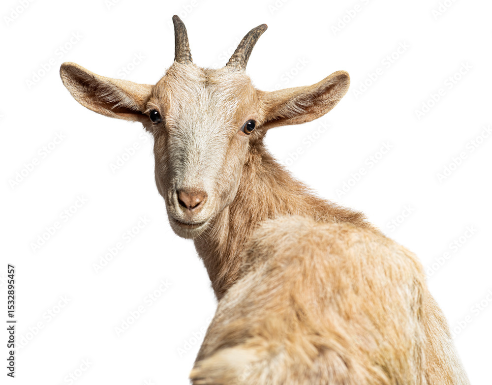 Obraz premium Goat turning its head backwards on white background
