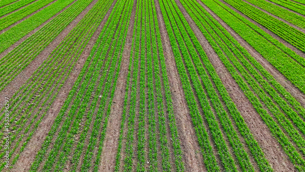 Aerial view of green crop rows in cultivated farmland. Neatly aligned rows of young green crops grow in brown tilled soil on a large farmland field. Aerial view of green crop rows in cultivated farmland. Neatly aligned rows of young green crops grow in brown tilled soil on a large farmland field.