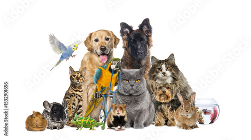 Fotografija Large group of pets posing together on white background