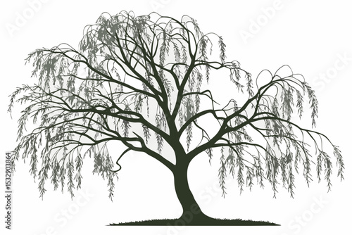 Weeping willow tree silhouette illustration