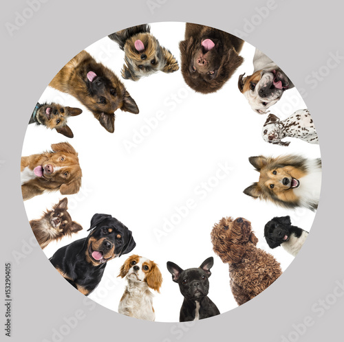 Photography Adorable dogs making a circle and panting