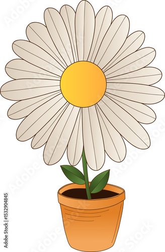 Fototapeta Naklejka Na Ścianę i Meble -  potted daisy-like bloom is showing white petals in clay pot in flat design transparent background