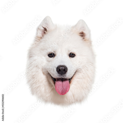 Canvas Print Smiling samoyed dog showing pink tongue on white background