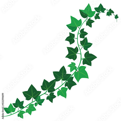 lush ivy leaves decorative greenery