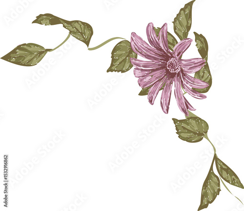 Fototapeta Naklejka Na Ścianę i Meble -  Painterly botanical art is showing pink daisy on vine with olive leaves on transparent canvas