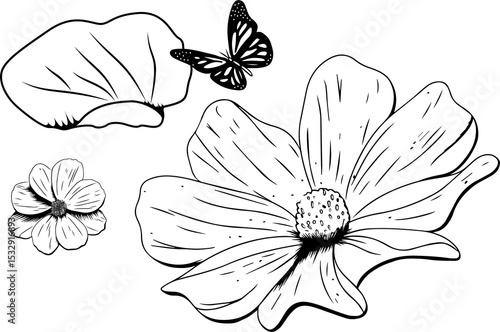 Fototapeta Naklejka Na Ścianę i Meble -  Floral line art is showing large daisy, 5-petal flower, petals, butterfly on transparent background
