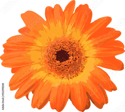 Fototapeta Naklejka Na Ścianę i Meble -  Gerbera daisy is radiating orange and yellow petals in flat vector art transparent background