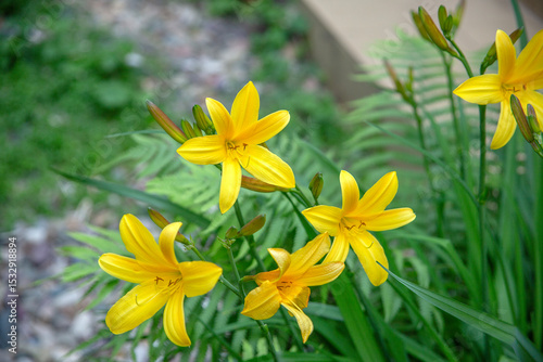 Bright Yellow Daylily Flowers in Bloom Among Ferns and Green Foliage