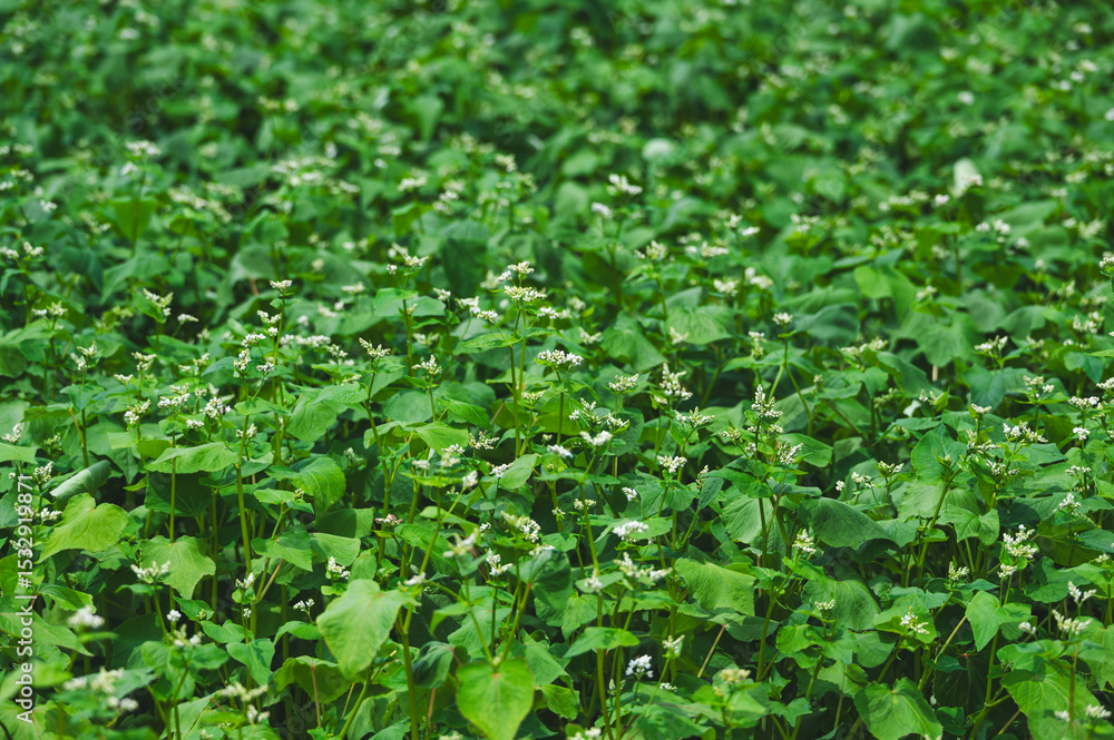 Obraz premium 咲き始めたソバの花 松本市