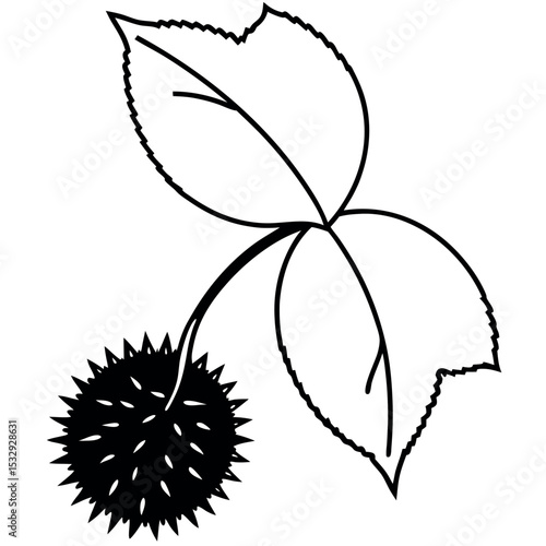 Black and White Chestnut Leaf and Burrs Botanical Line Drawing