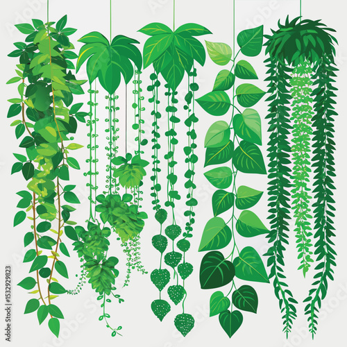 javanese treebine leaf collection