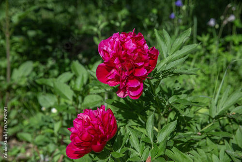 Bright Red Peony Flowers in Full Bloom Surrounded by Green Foliage