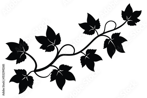 leafy vine plant on white background