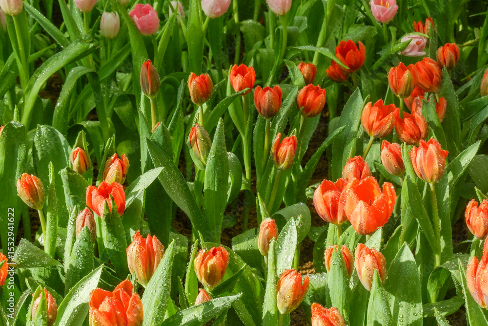 Fototapeta premium Colorful Tulips field in winter or spring,field of tulips in full bloom with various colors like pink, purple, yellow in the garden and pathway,tulip designs card.