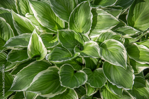  Variegated Hosta Leaves with White Edges in Sunlight