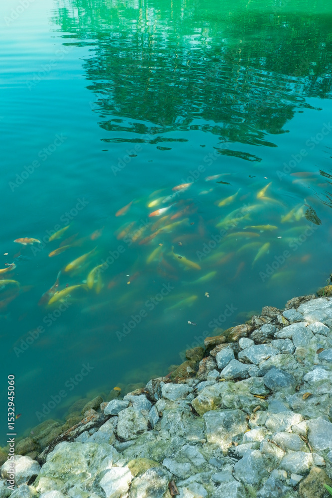Fototapeta premium Colorful Japan Koi fish swimming in a water garden,Koi Fish swim in pond,fancy carp fish in fresh water on a blue background.