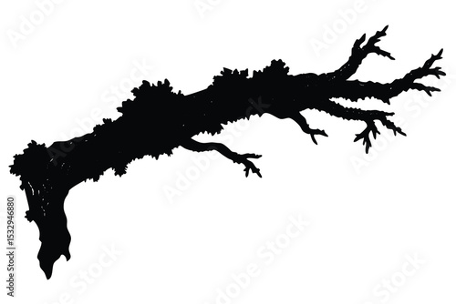 natural textured branch