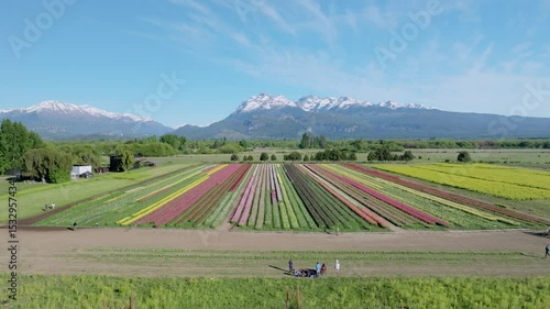 Colorful Tulip Field in Patagonian Morning Light