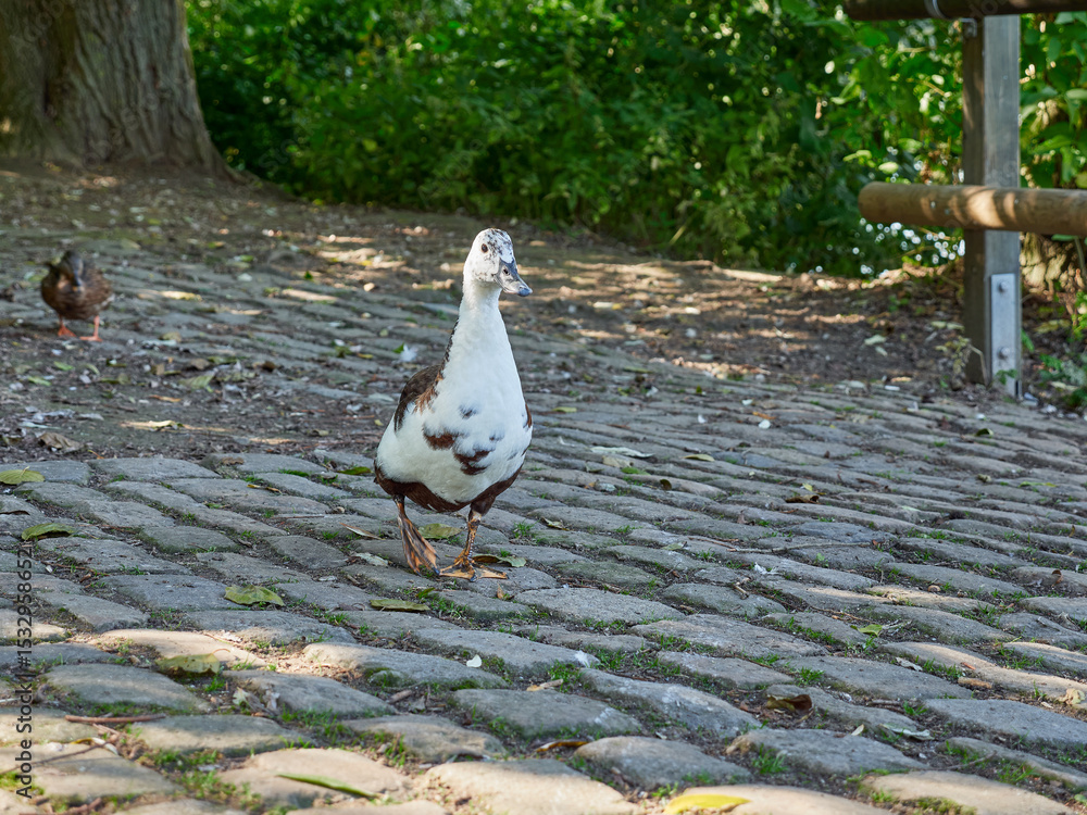 Fototapeta premium Closeup shot of a goose in the garden